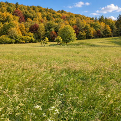 Lúka na predaj v Lipanoch – lokalita Háj, 3 579 m²